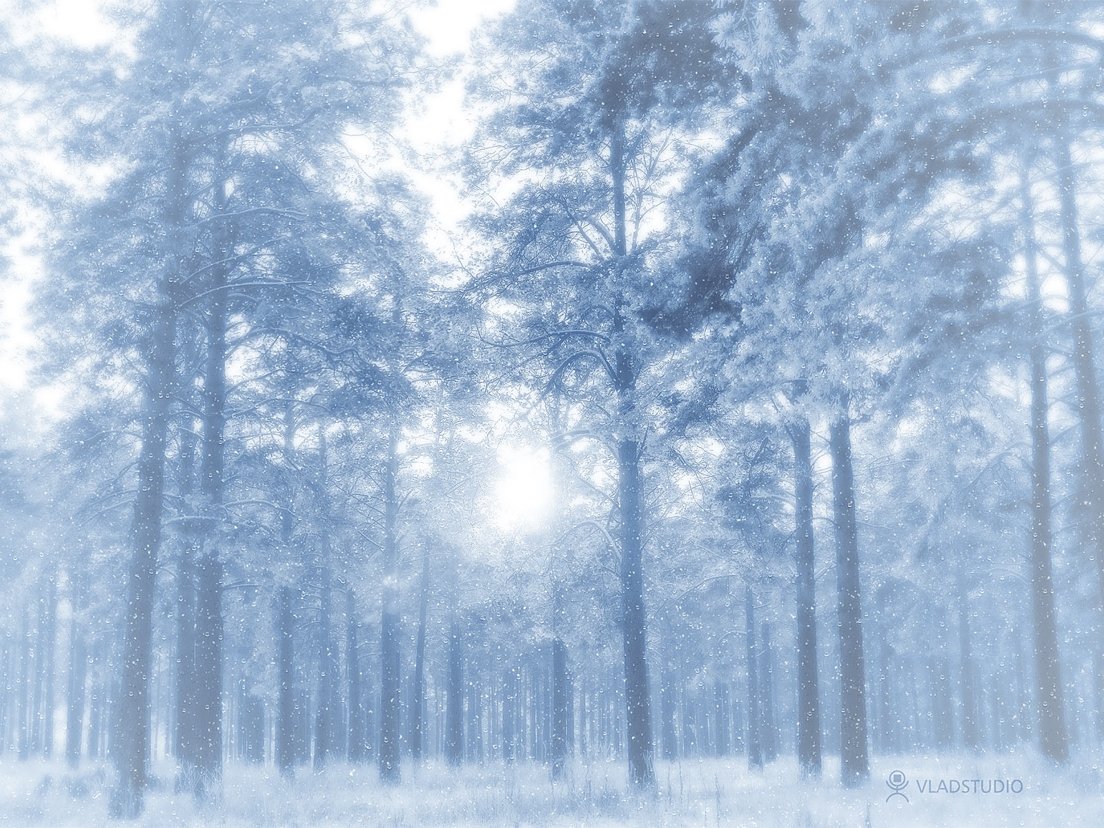 New Year Wallpaper Winter Forest